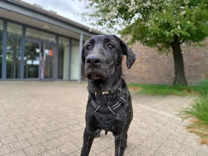 Groot, male puppy mixed breed for adoption at Dogs Trust Basildon, Wickford