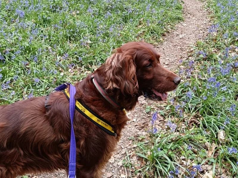 Murphy, male senior mixed breed for adoption at Dogs Trust Harefield, Harefield