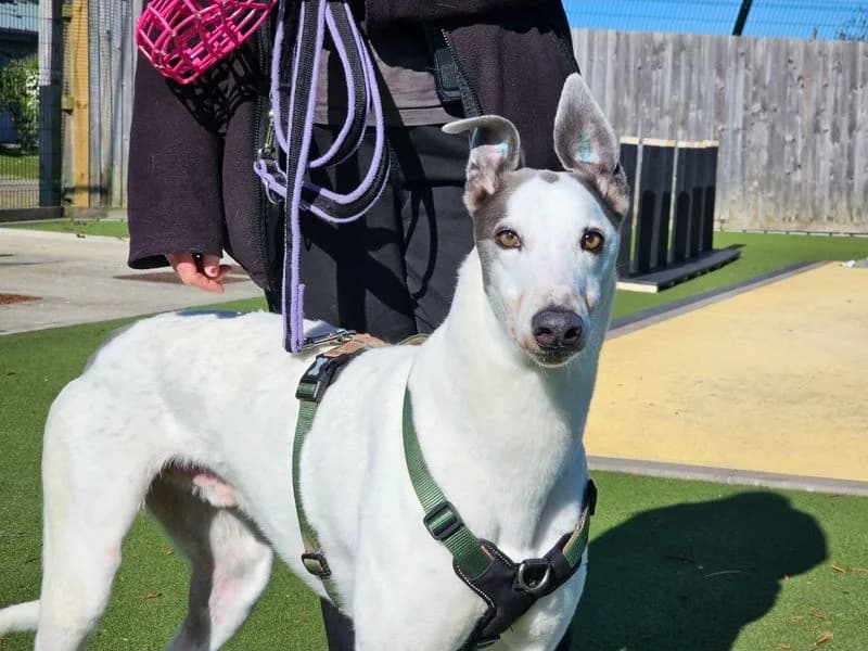 Gerry, male 4yo Greyhound for adoption at Dogs Trust Evesham, Evesham