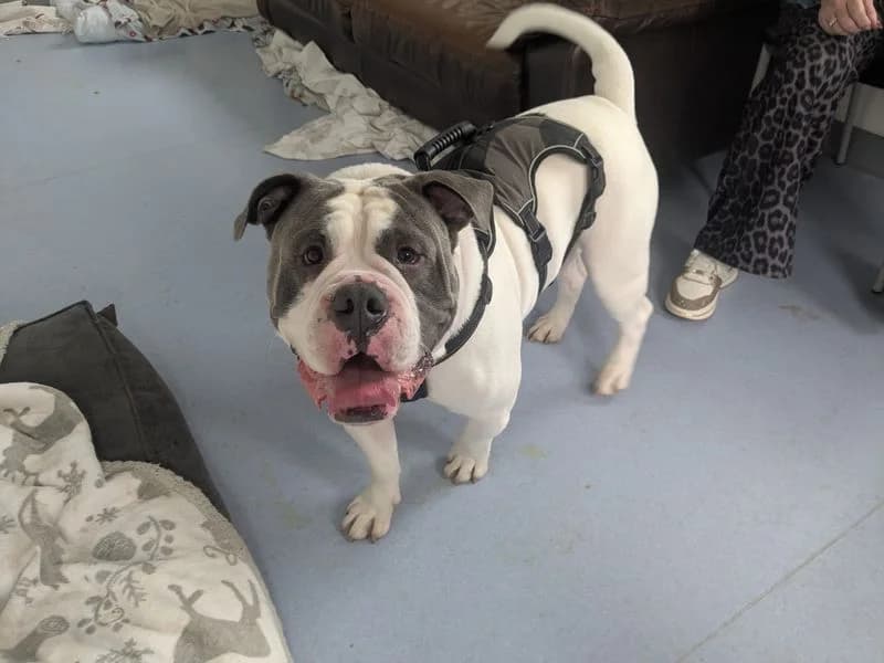 Charlie, male young English Bulldog for adoption at Dogs Trust Cardiff, Cardiff