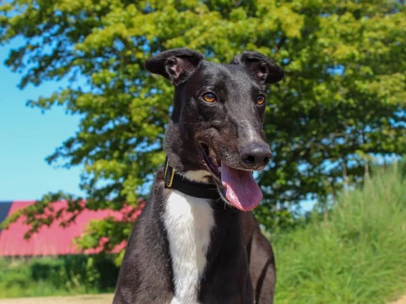 Delly, male young Greyhound for adoption at Dogs Trust Darlington, Sadberge