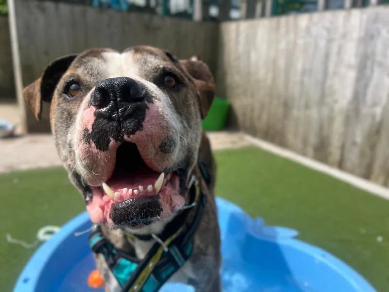 Forest, male 5yo English Bulldog for adoption at Dogs Trust Cardiff, Cardiff