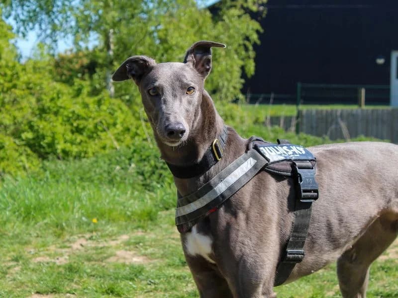 Mel, female 3yo Greyhound for adoption at Dogs Trust Darlington, Sadberge