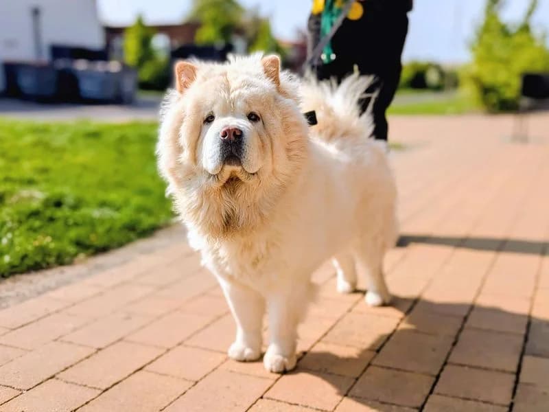 Lana, female young Chow Chow for adoption at Dogs Trust Cardiff, Cardiff