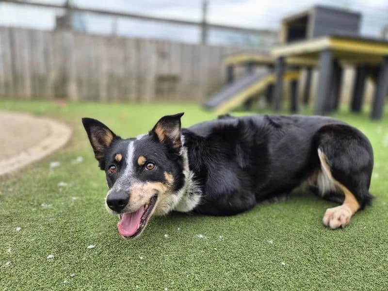 Malibu, female 4yo Border Collie for adoption at Dogs Trust Cardiff, Cardiff