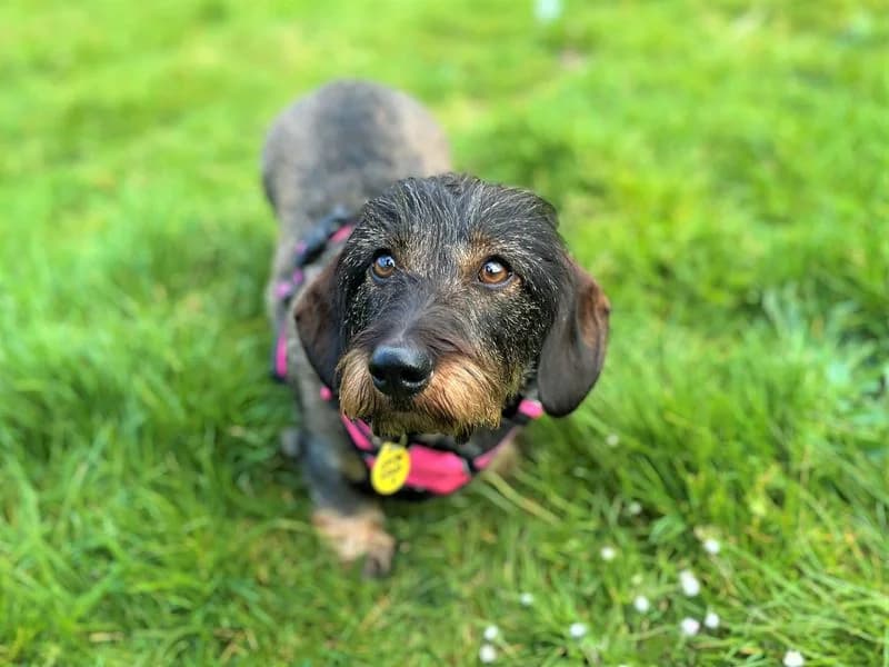 Darcy, female 3yo mixed breed for adoption at Dogs Trust Bridgend, Mid Glamorgan
