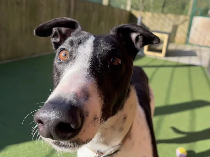Smudger, male 4yo Greyhound for adoption at Dogs Trust Ilfracombe, Ilfracombe