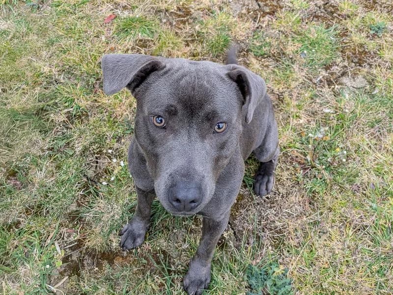 George, male puppy Staffordshire Bull Terrier for adoption at Dogs Trust Evesham, Evesham