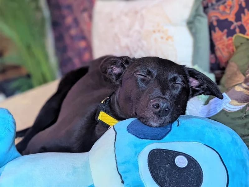Orla, female puppy Lurcher for adoption at Dogs Trust Bridgend, Mid Glamorgan