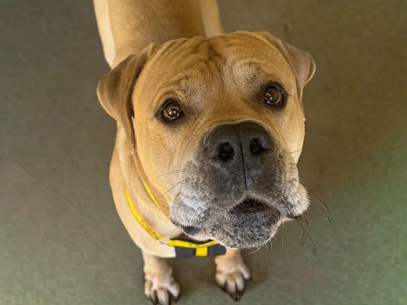 Rocco, male 5yo Mastiff for adoption at Dogs Trust Basildon, Wickford