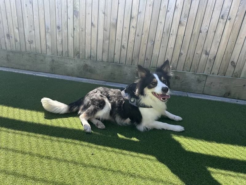 Roxy, female 4yo Border Collie for adoption at Dogs Trust Ballymena, Ballymena