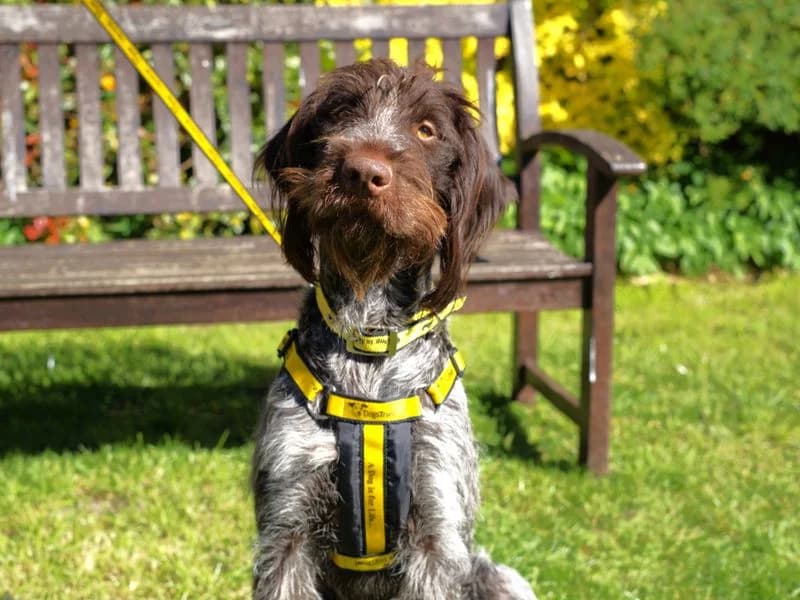 Henry, male 3yo Pointer for adoption at Dogs Trust Newbury, Newbury