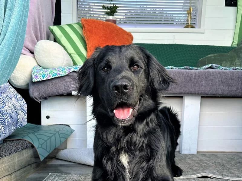 Jack, male young Cocker Spaniel for adoption at Dogs Trust Bridgend, Mid Glamorgan