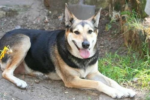 Bengie,  4yo Mixed Breed for adoption at Saving Saints Rescue UK (Big Paws Welfare)