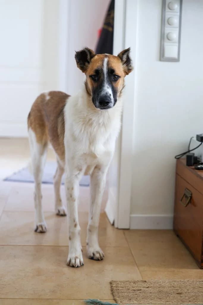 Pixel, male Mixed Breed for adoption at Dogs N Homes Rescue, London