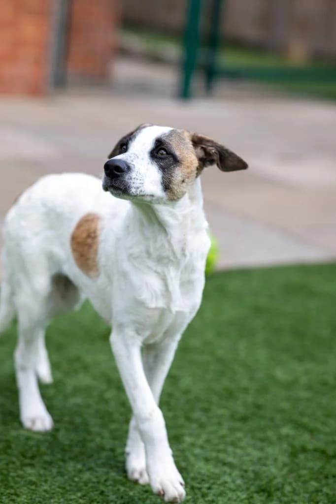 Poppy, Mixed Breed (Dogs N Homes Rescue)
