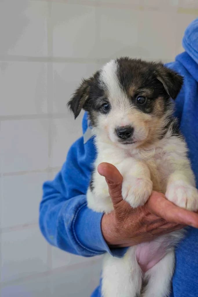 Ali, female puppy Mixed Breed for adoption at Dogs N Homes Rescue, London
