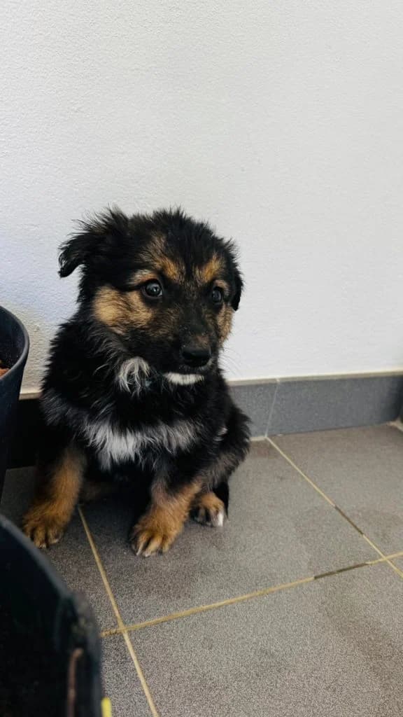 Alice, female puppy Mixed Breed for adoption at Dogs N Homes Rescue, London