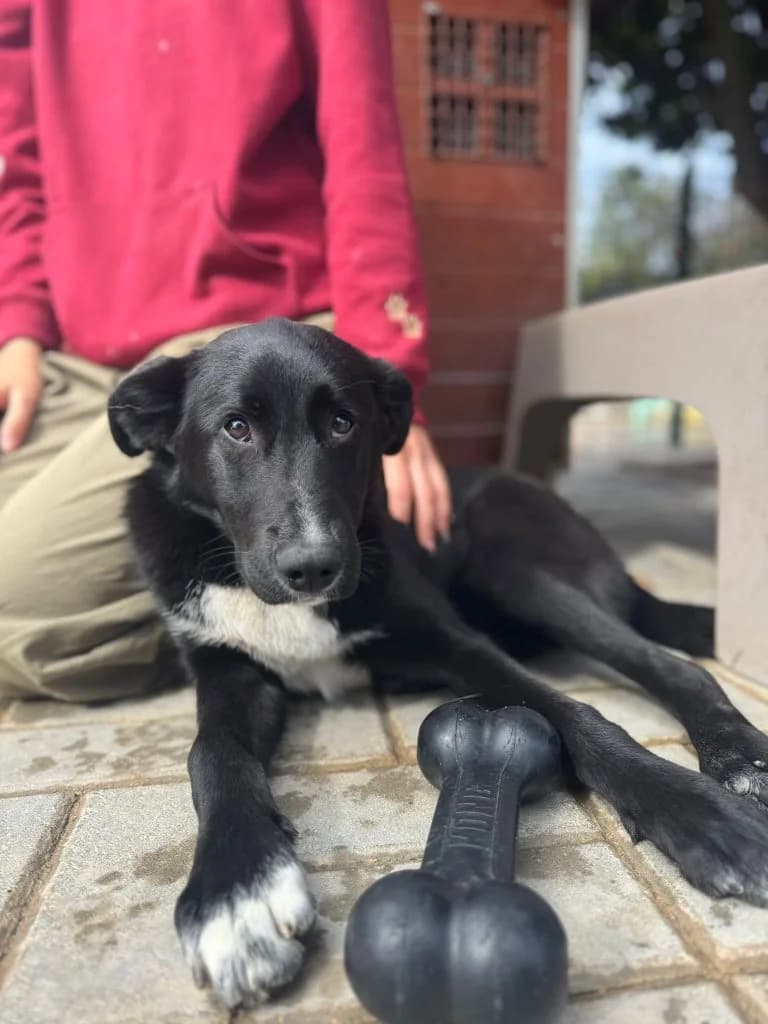 Kyra, female puppy Mixed Breed for adoption at Dogs N Homes Rescue, London