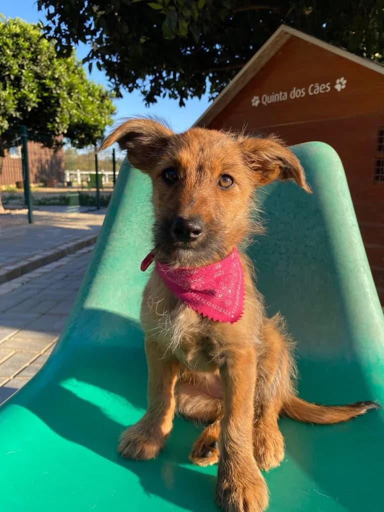 Layla, female puppy Mixed Breed for adoption at Dogs N Homes Rescue, London
