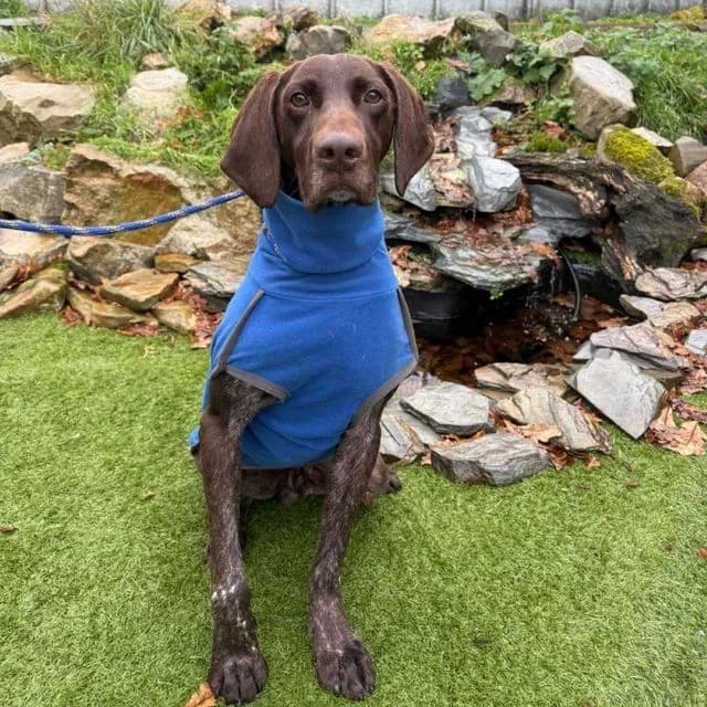Dustin,  (Many Tears Animal Rescue)