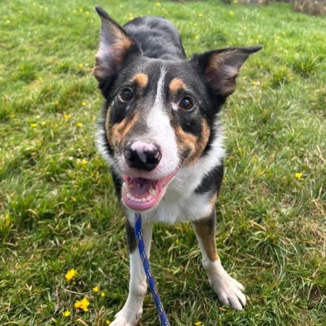 Zac, male 4yo Collie for adoption at Many Tears Animal Rescue, Llanelli