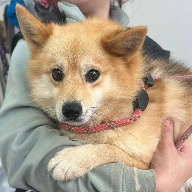 Primrose, Pomsky (Many Tears Animal Rescue)