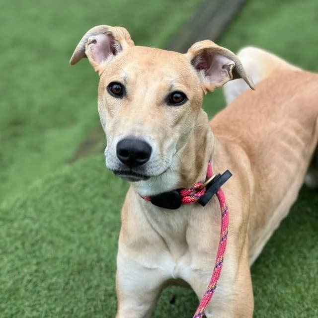 Max, cream male Staffordshire Bull Terrier for adoption at Many Tears Animal Rescue, Llanelli