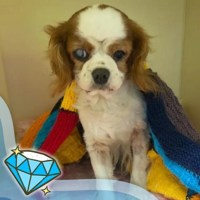 Zinc, female senior Cavalier King Charles Spaniel for adoption at Many Tears Animal Rescue, Llanelli