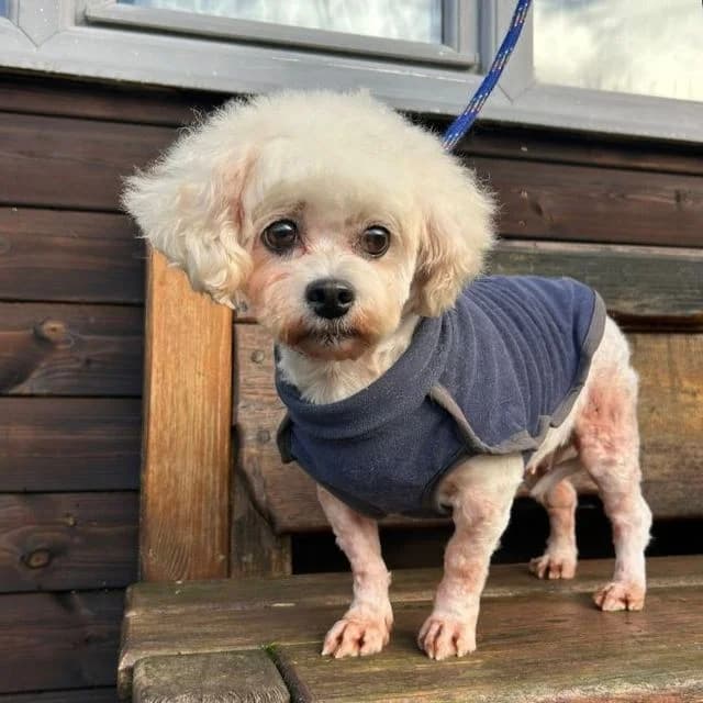 Toast, cream female Maltese for adoption at Many Tears Animal Rescue, Llanelli