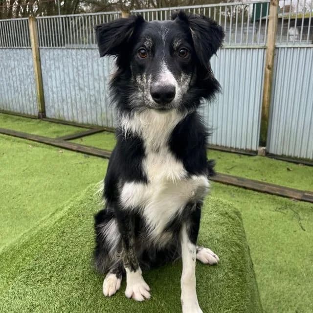 Minty, Collie (Many Tears Animal Rescue)