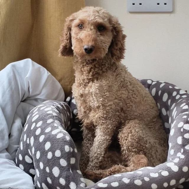 Cress, female young Poodle for adoption at Many Tears Animal Rescue, Llanelli