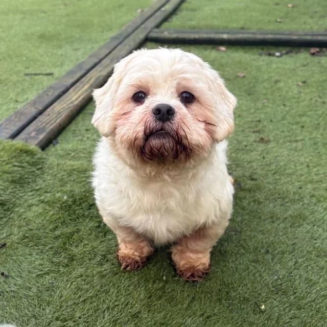 Tinkerbell, female 5yo Maltese for adoption at Many Tears Animal Rescue, Llanelli