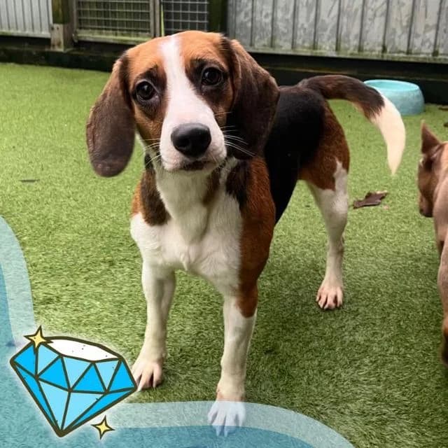 Zephi, Beagle (Many Tears Animal Rescue)