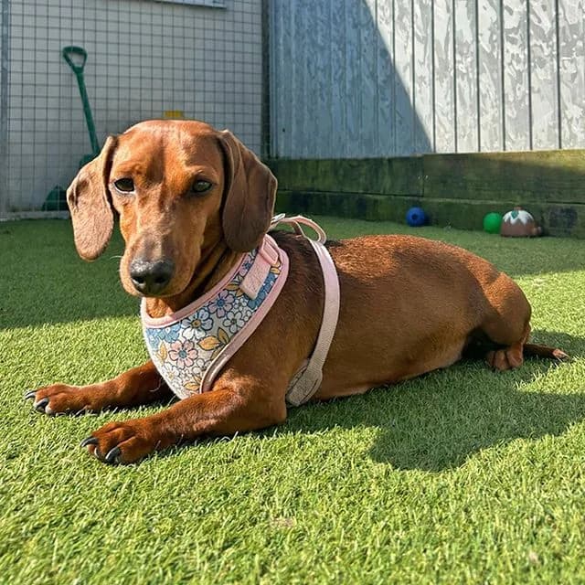 Spaghetti, brown female Dachshund for adoption at Many Tears Animal Rescue, Llanelli