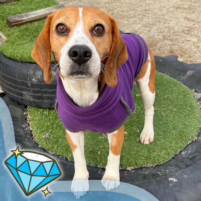 Swanny, female 5yo Beagle for adoption at Many Tears Animal Rescue, Llanelli