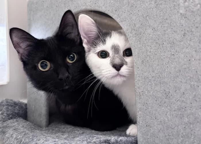 Maz & Dom
									
																		
									
										Available
									
									
									
	, black and white  Mixed Breed Cat for adoption at RSPCA Danaher Animal Home, Braintree — photo 2 of 2