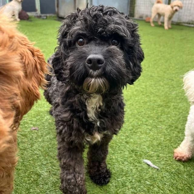 Peaches, Cavapoo (Many Tears Animal Rescue)