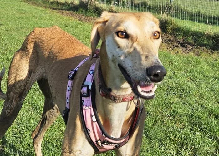 Betty
									
																		
									
										Available
									
									
									
					, female mixed breed for adoption at RSPCA Danaher Animal Home, Braintree