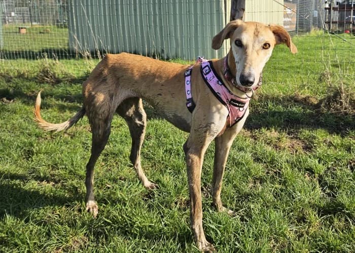 Betty
									
																		
									
										Available
									
									
									
					, yellow female mixed breed for adoption at RSPCA Danaher Animal Home, Braintree — photo 4 of 11