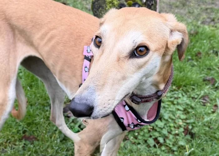 Betty
									
																		
									
										Available
									
									
									
					, yellow female mixed breed for adoption at RSPCA Danaher Animal Home, Braintree — photo 6 of 11