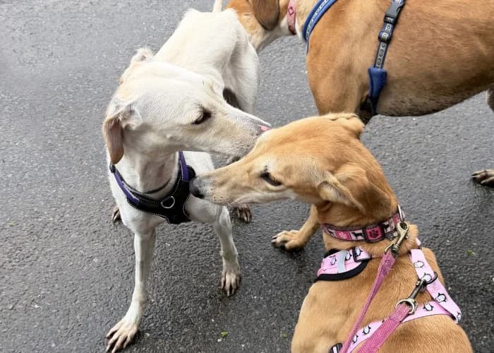 Betty
									
																		
									
										Available
									
									
									
					, yellow female mixed breed for adoption at RSPCA Danaher Animal Home, Braintree — photo 8 of 11