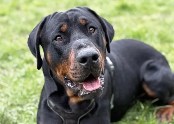 Sora
									
																		
									
										Available
									
									
									
						, male Rottweiler for adoption at RSPCA Danaher Animal Home, Braintree