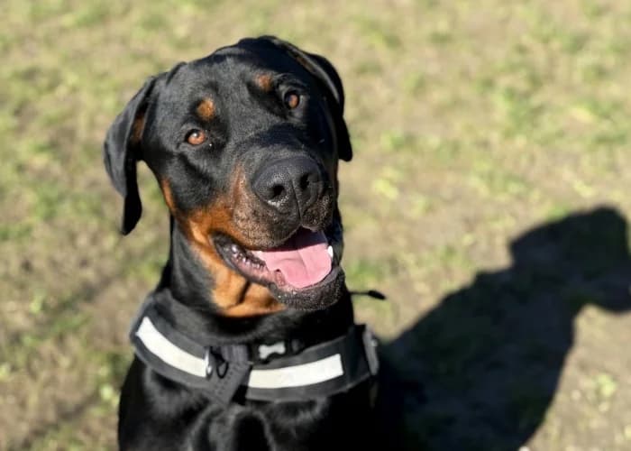 Sora
									
																		
									
										Available
									
									
									
						, black male Rottweiler for adoption at RSPCA Danaher Animal Home, Braintree — photo 2 of 11