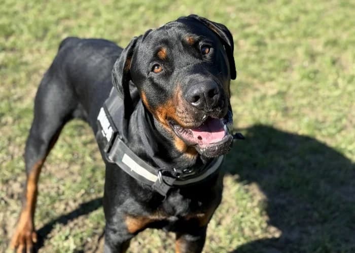 Sora
									
																		
									
										Available
									
									
									
						, black male Rottweiler for adoption at RSPCA Danaher Animal Home, Braintree — photo 3 of 11