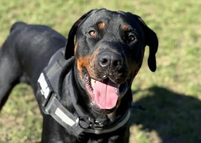 Sora
									
																		
									
										Available
									
									
									
						, black male Rottweiler for adoption at RSPCA Danaher Animal Home, Braintree — photo 4 of 11