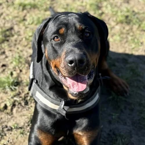 Sora
									
																		
									
										Available
									
									
									
						, black male Rottweiler for adoption at RSPCA Danaher Animal Home, Braintree — photo 5 of 11