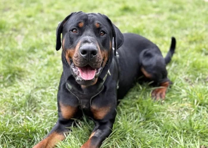 Sora
									
																		
									
										Available
									
									
									
						, black male Rottweiler for adoption at RSPCA Danaher Animal Home, Braintree — photo 6 of 11
