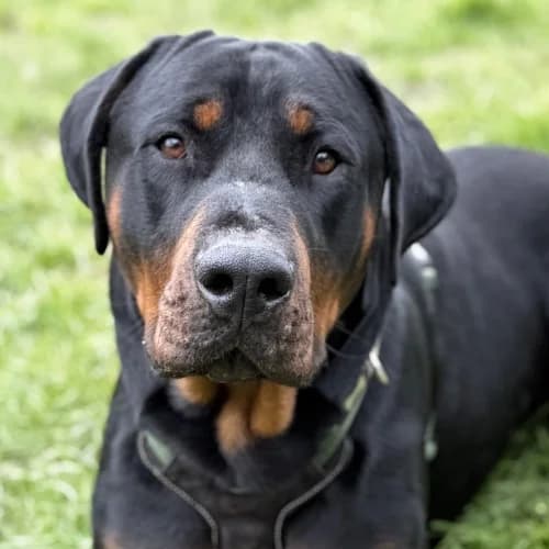 Sora
									
																		
									
										Available
									
									
									
						, black male Rottweiler for adoption at RSPCA Danaher Animal Home, Braintree — photo 8 of 11