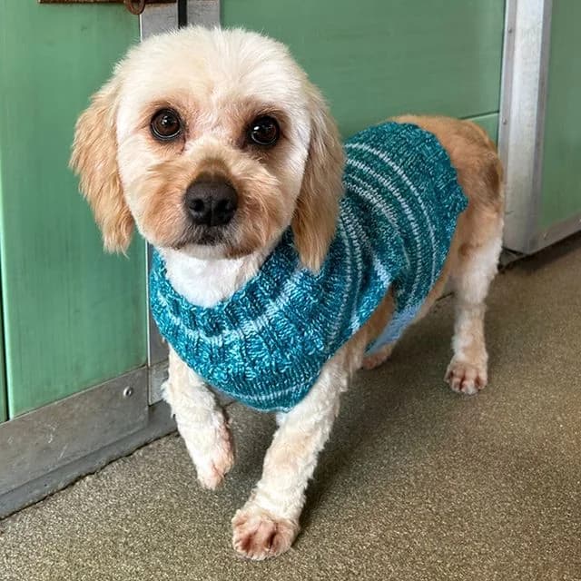 Ravix,  (Many Tears Animal Rescue)